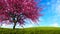 Blooming sakura cherry tree on green grass hills