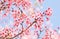 Blooming sakura flower