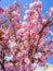 Blooming Sakura kanzan in Europe