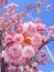 Blooming Sakura kanzan in Europe