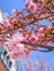 Blooming Sakura kanzan in Europe