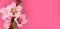 Blooming sakura, spring flowers on pink background with space