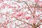 Blooming sakura tree