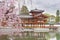 Blooming sakura tree in Byodo-in Buddhist temple