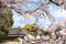 Blooming sakura trees in Koishikawa Korakuen garden, Okayama, Japan. Japanese hanami festival