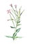 Blooming sally or Epilobium angustifolium or Fireweed flower. Antique hand drawn field flowers illustration. Vintage and antique f