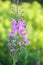 Blooming Sally, willow herb, fireweed medical plant for tea, infusion, essential oil in flowering season