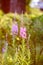 Blooming Sally, willow herb, fireweed medical plant for tea, infusion, essential oil in flowering season