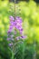 Blooming Sally, willow herb, fireweed medical plant for tea, infusion, essential oil in flowering season