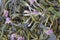 Blooming Sally willow tea on the Field, medical herbal tea, texture background. Herbal tea, tea leaves with flowers Ivan-tea,