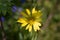 Blooming salsify in spring