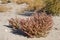 Blooming Salsola (saltwort) in the Kyzylkum desert