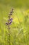Blooming salvia herbal vertical image
