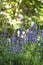 Blooming Salvia nemorosa flowers