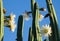 Blooming San Pedro Cactus Latin - Trichocereus pachanoi