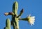 Blooming San Pedro Cactus Latin - Trichocereus pachanoi