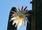 Blooming San Pedro Cactus Latin - Trichocereus pachanoi