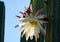 Blooming San Pedro Cactus Latin - Trichocereus pachanoi