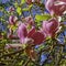 Blooming Saucer Magnolia in British park