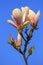 Blooming Saucer Magnolia flowers - Magnolia x soulangeana - in spring season in a botanical garden