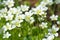 Blooming Saxifraga cespitosa