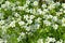 Blooming Saxifraga cespitosa in the garden