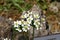 Blooming Saxifraga paniculata