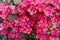 Blooming Saxifraga in spring in the garden