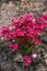 Blooming Saxifraga in spring in the garden