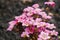 Blooming Saxifraga in spring in the garden