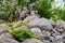 Blooming saxifrage umbrosa plants in a small rockery in the summer garden