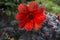 Blooming scarlet dahlia bishop of llandaff close up with dark eggplant-colored, almost black, foliage