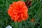 Blooming scarlet poppies on a background of garden greenery