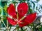 Blooming scarlet Rosemallow flower in a Japanese garden