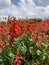 Blooming Scarlet sage garden in the summer.