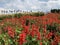 Blooming Scarlet sage garden in the summer.