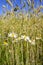 Blooming Scentless mayweed flowers in a corn field