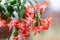 Blooming Schlumbergera Christmas cactus houseplant in flower pot. Thanksgiving cactus. Close-up