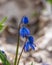 Blooming scilla flowers of violet color against the background of dry foliage in the forest