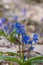 Blooming scilla flowers of violet color against the background of dry foliage in the forest