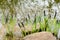 Blooming Sedge Carex nigra Carex melanostachya Black or common sedge on the garden pond shore