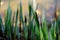 Blooming Sedge `Carex Nigra` Carex melanostachya Black or common sedge on the garden pond shore