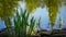 Blooming Sedge `Carex Nigra` Carex monostachya Black or common sedge on the stone shore garden pond