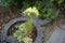 Blooming sedum in the garden. Berlin, Germany