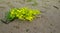 Blooming Sedum that grew on the sand.