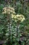 Blooming Sedum maximum.Hylotelephium maximum. Wild plant shot in summer