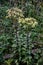 Blooming Sedum maximum.Hylotelephium maximum. Wild plant shot in summer