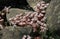 Blooming sedum plant on rocks