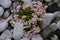 Blooming sedum or stonecrops with pale pink-white flowers