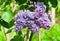 Blooming semi-double bluish lilac Syringa. The Sort Of `Condorcet`